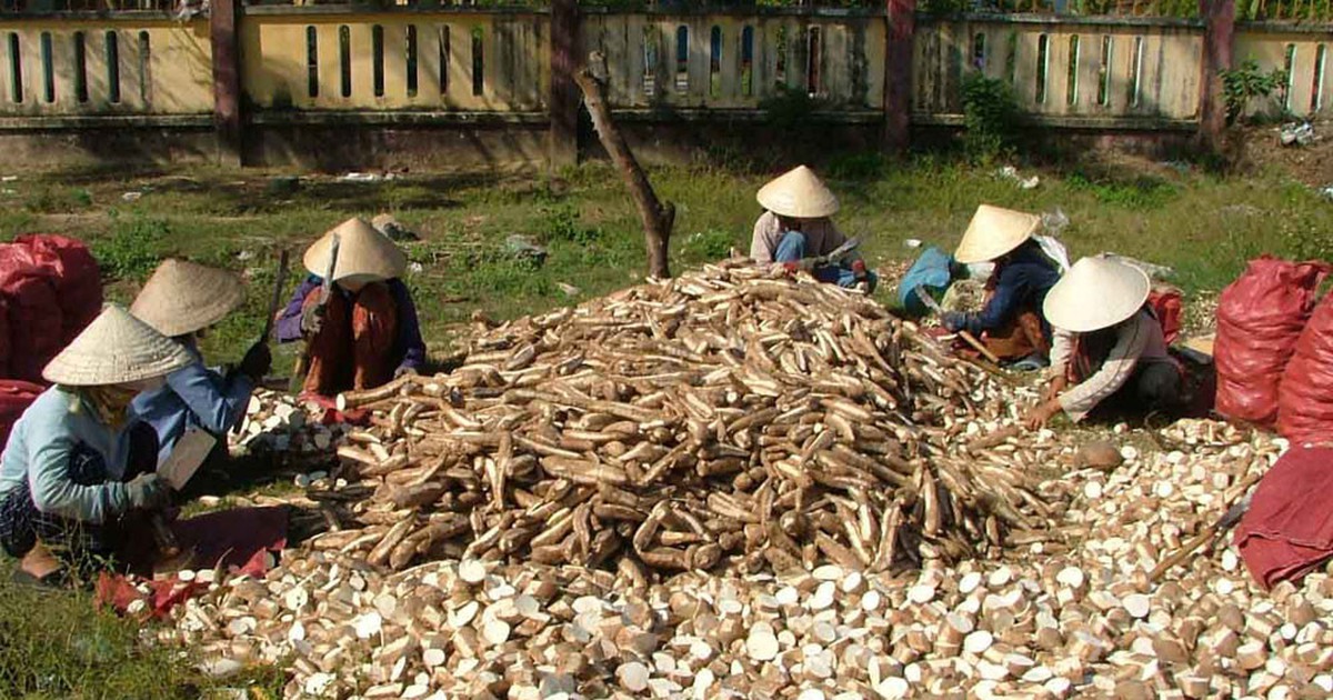 Người Nhật tăng nhập khoai mì Việt