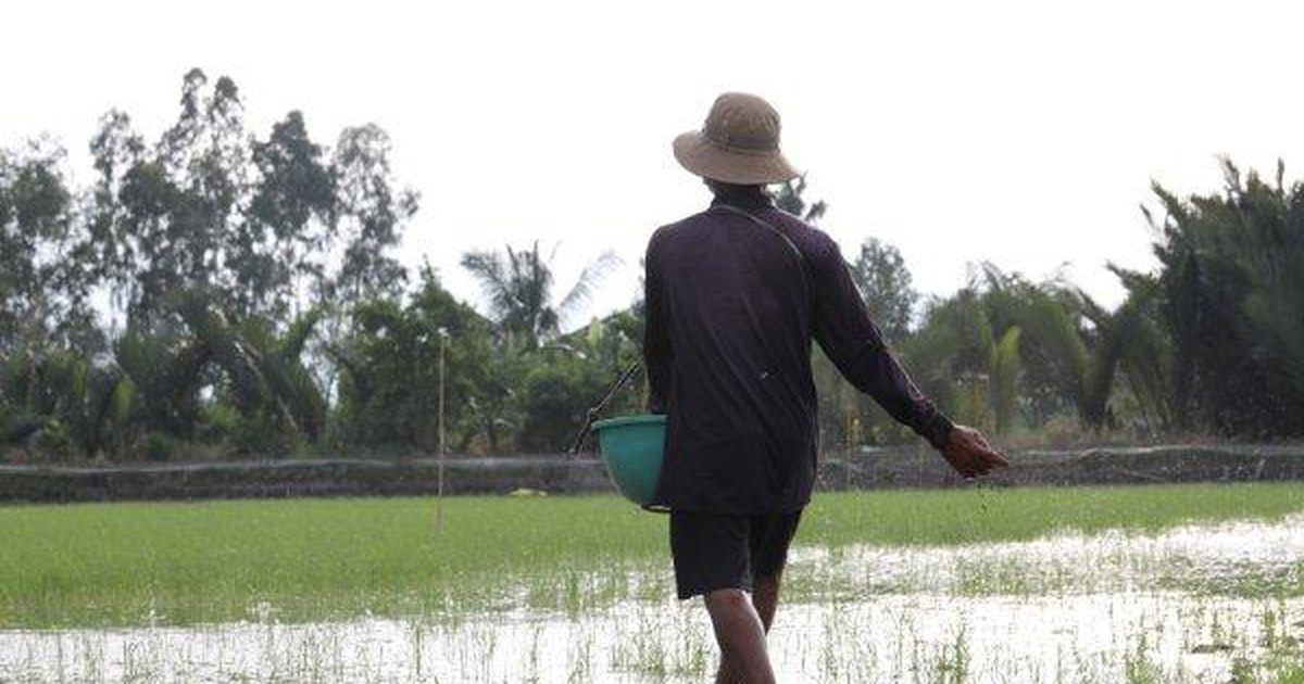 Canh tác gạo lúa tôm, gạo organic an toàn