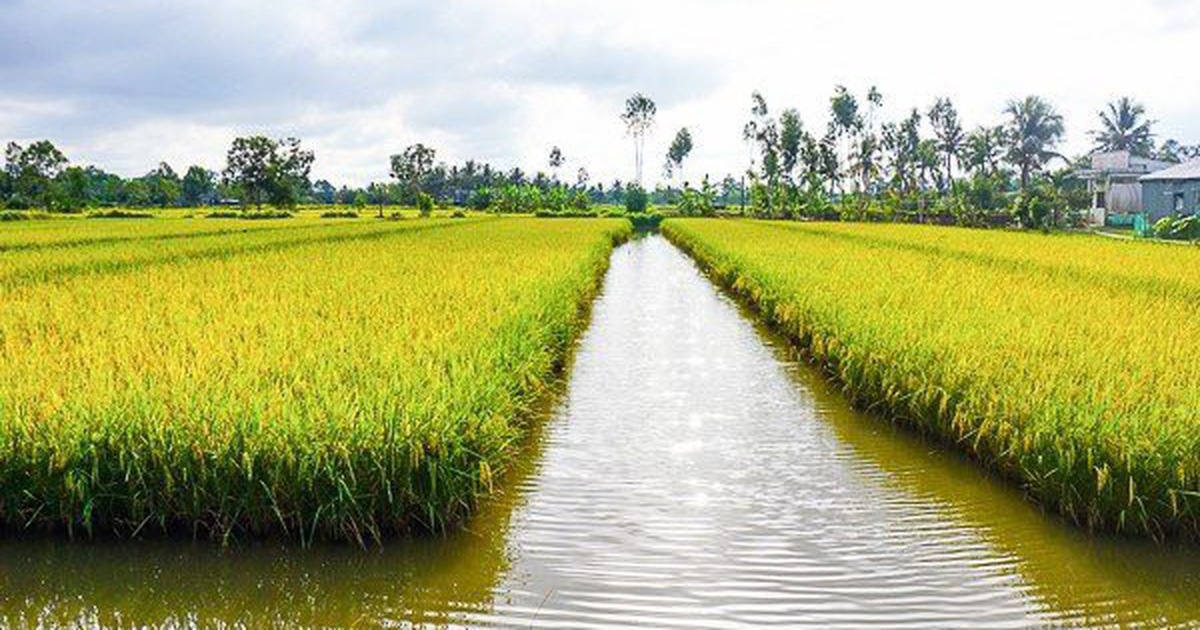 Công ty A An sẽ thu mua lúa tồn đọng cho bà con Cà Mau