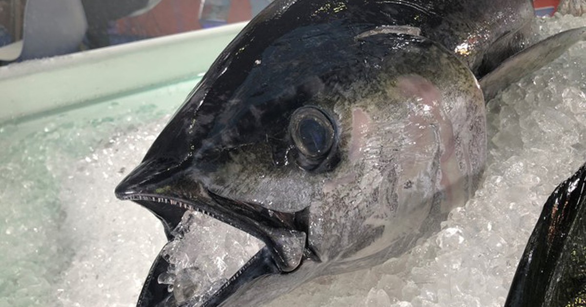 Cá ngừ Việt sang châu Âu tăng vọt nhờ EVFTA