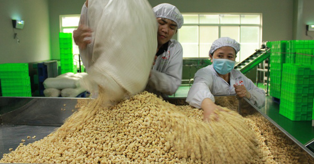 100 container hạt điều xuất sang Ý nghi bị lừa đảo đã được trả lại