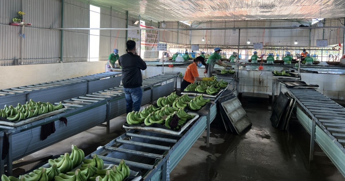 Nhiều chủ doanh nghiệp, cổ đông lớn mạnh tay chi tiền tỉ 'cứu' giá cổ phiếu