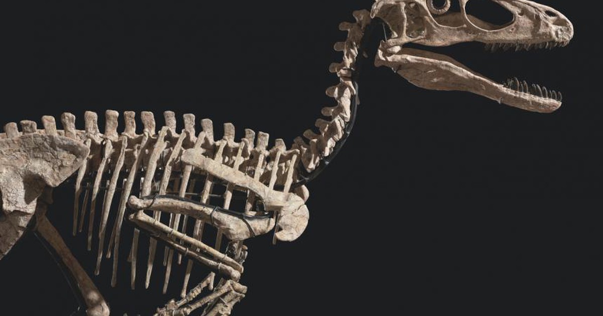 Bộ xương khủng long bán được giá khủng, vì sao giới khoa học không vui?