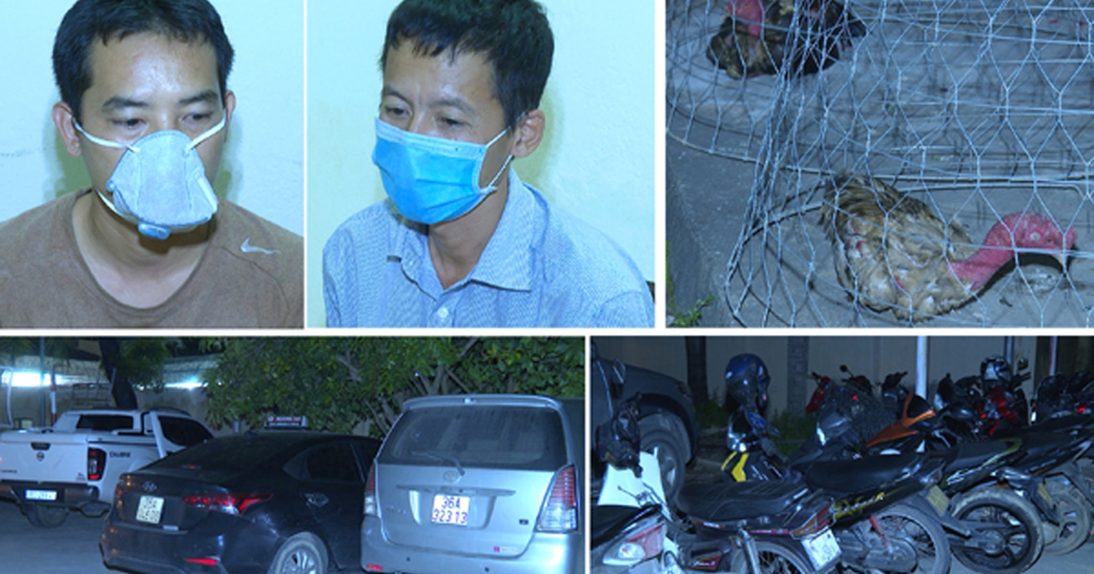 Thanh Hóa: Bắt quả tang 85 người đang sát phạt tại sới đá gà ăn tiền