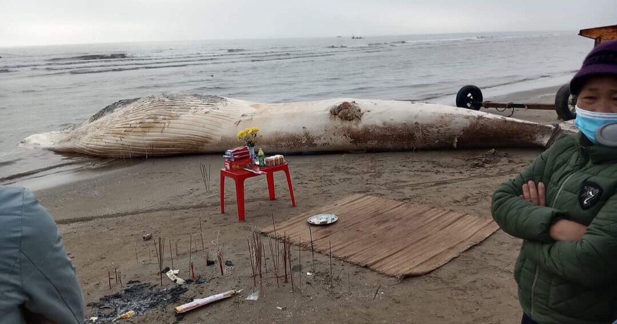 Xác cá voi nặng gần 10 tấn trôi dạt vào bờ biển Thanh Hóa