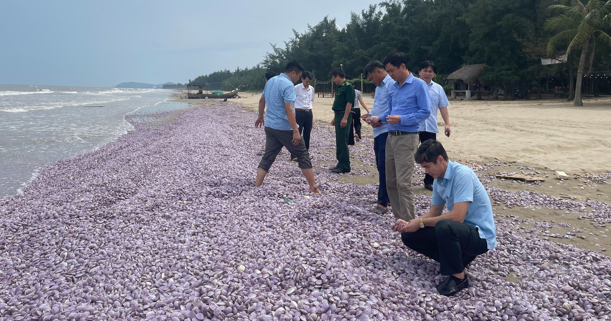 Hàng tấn vỏ ngao trôi dạt vào bờ biển Thanh Hóa