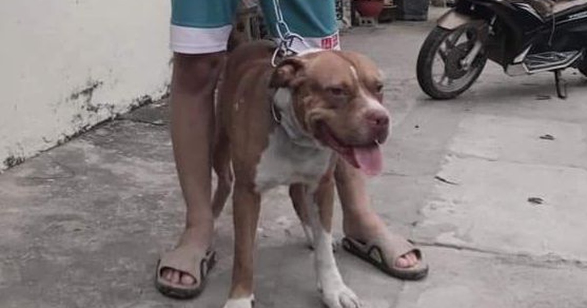 Từ vụ chó pitbull tấn công người phụ nữ tử vong: Nên cấm nuôi chó pitbull ?