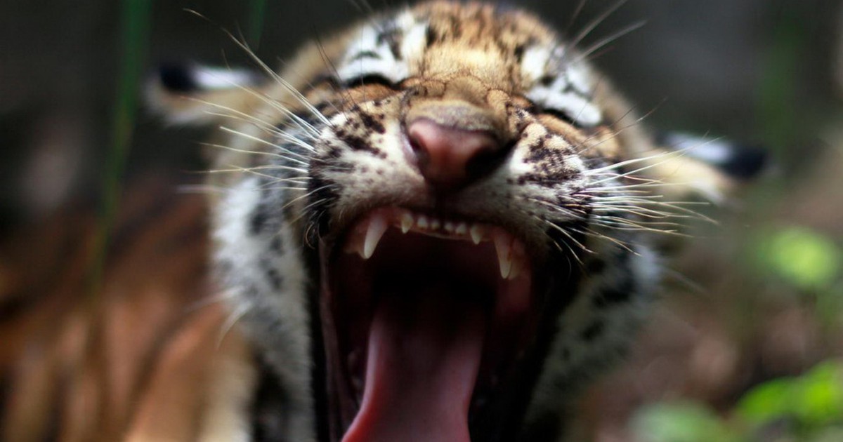 Ai đang gây ra 'đại tuyệt chủng' trên trái đất?