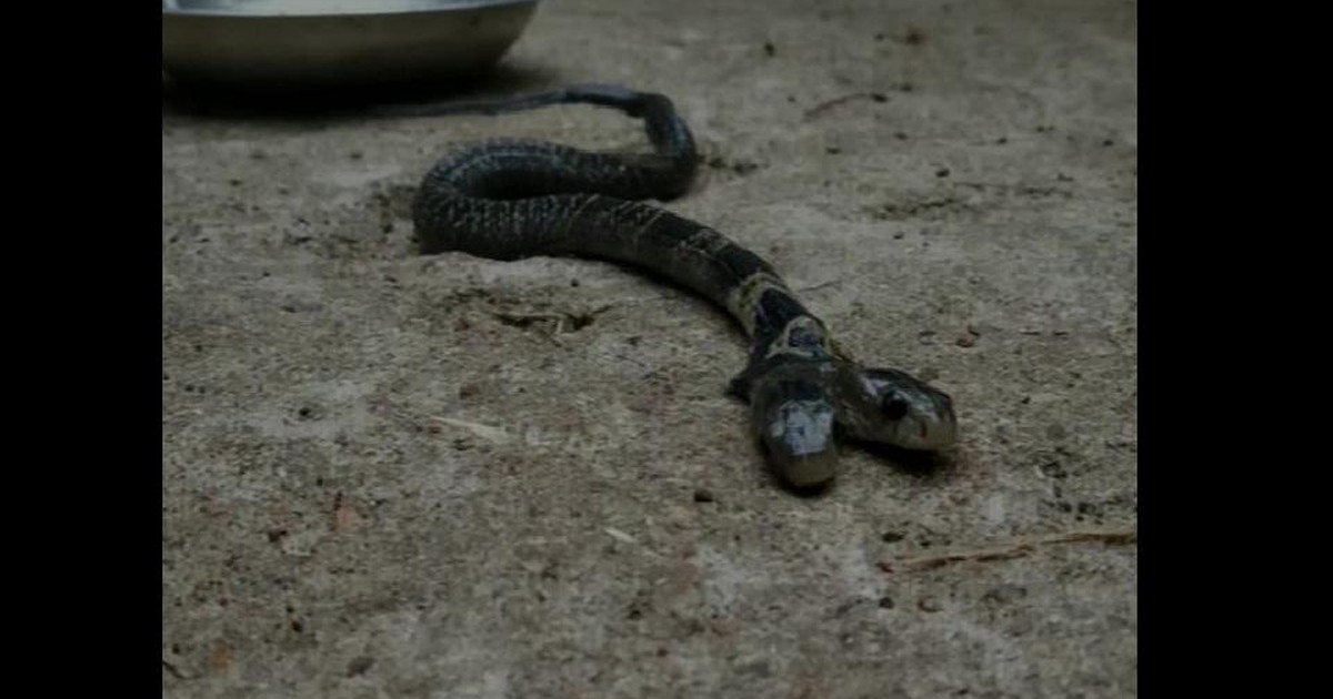 Phát hiện rắn hổ đất hai đầu gây xôn xao tại Ấn Độ