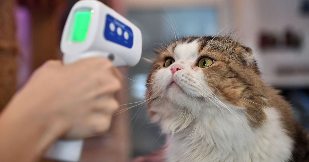 Covid-19 với thú nuôi: mèo, chuột dễ nhiễm virus hơn lợn, vịt