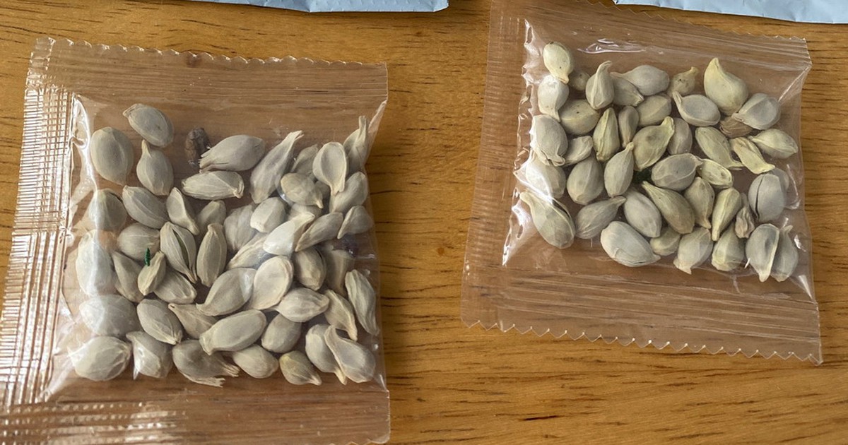 Mỹ điều tra các gói hạt giống bí ẩn nghi gửi từ Trung Quốc