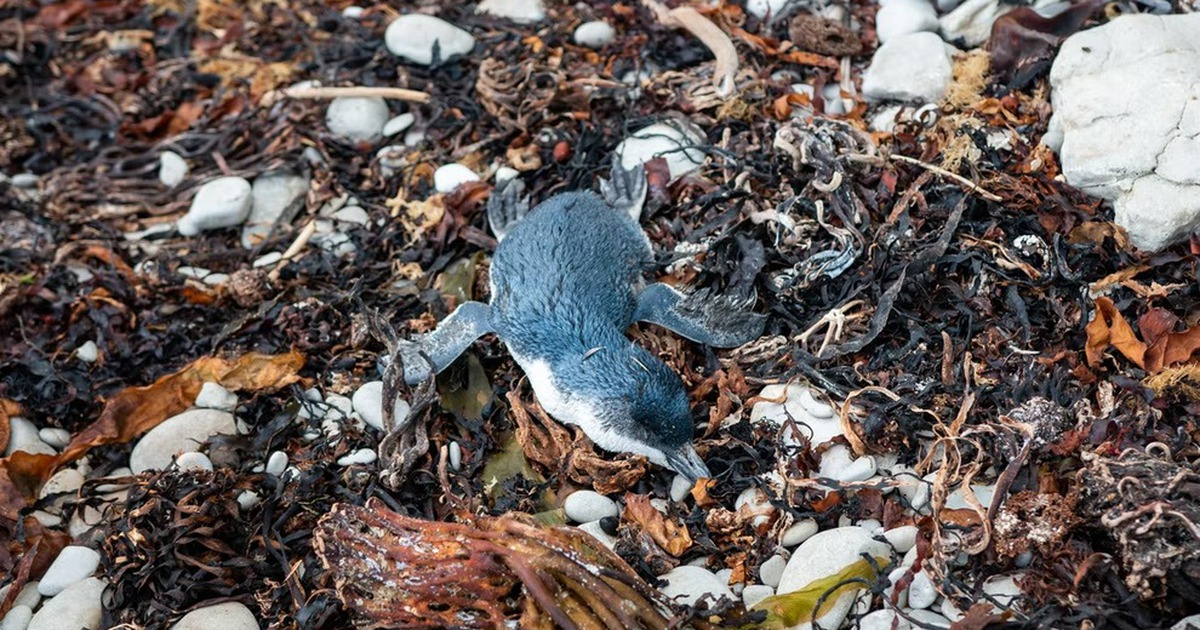 Hàng trăm chim cánh cụt chết trên bờ biển mỗi ngày ở New Zealand