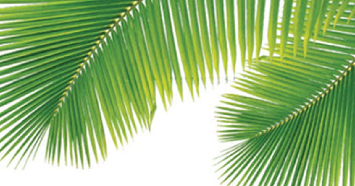 Trồng cây cảnh cho sức khỏe gia đình