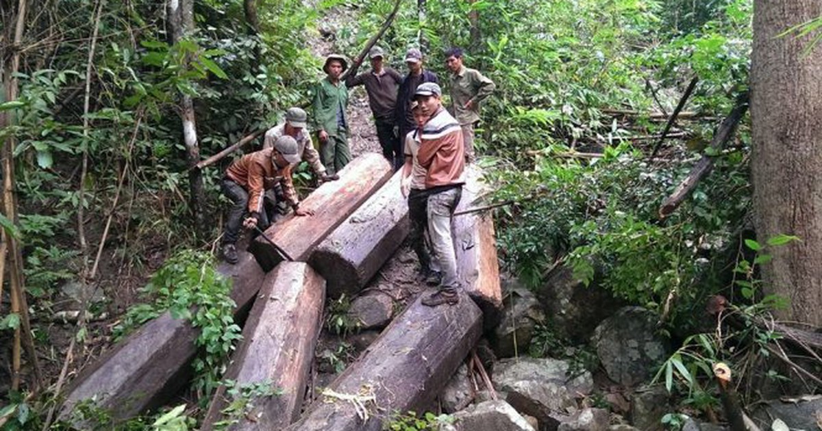 Làm rõ vụ khoe ảnh phá rừng trên Facebook