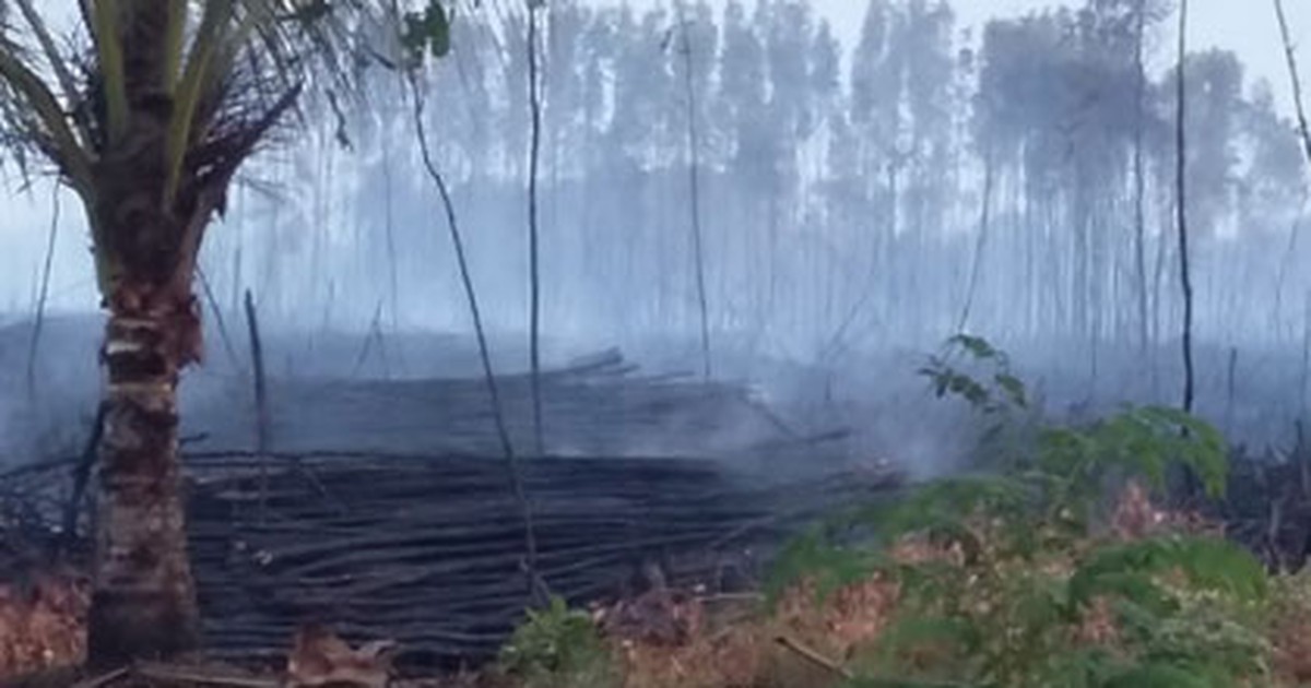 Đốt ong, làm cháy rừng tràm