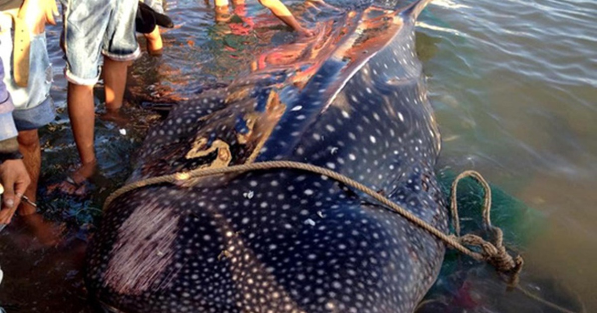 Lóc thịt, nhồi bông cá hiếm làm mẫu vật