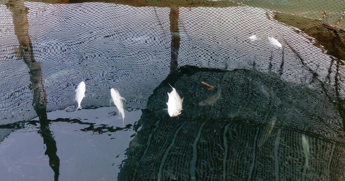 Cá biển vẫn 'lờ đờ'; cá nuôi chết hàng loạt, mất tiền tỉ