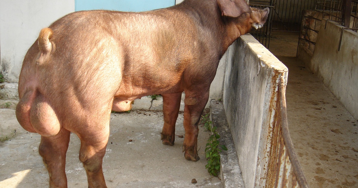 Thịt sạch là phải sạch từ con giống