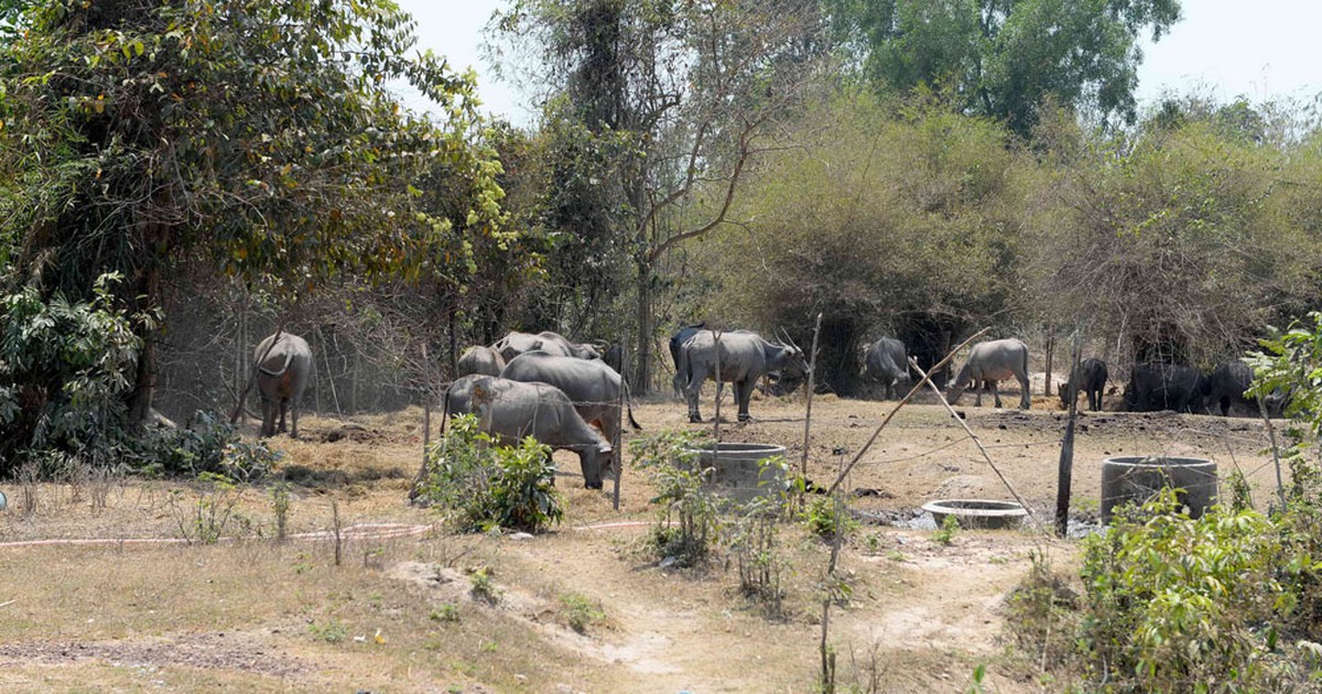 Giao cho Vinpearl nghiên cứu đầu tư Sài Gòn Safari