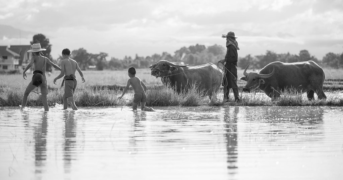 Con trâu là bạn hay thực phẩm của con người?