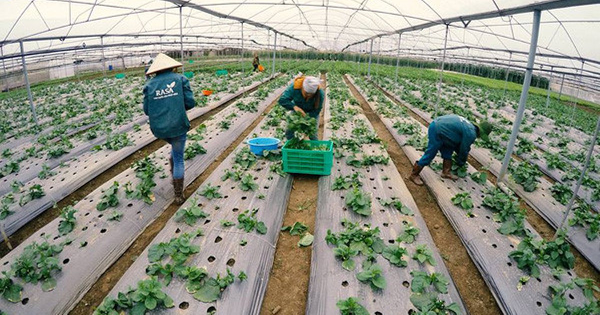 Doanh nghiệp Hà Lan tìm kiếm cơ hội đầu tư vào nông nghiệp công nghệ cao