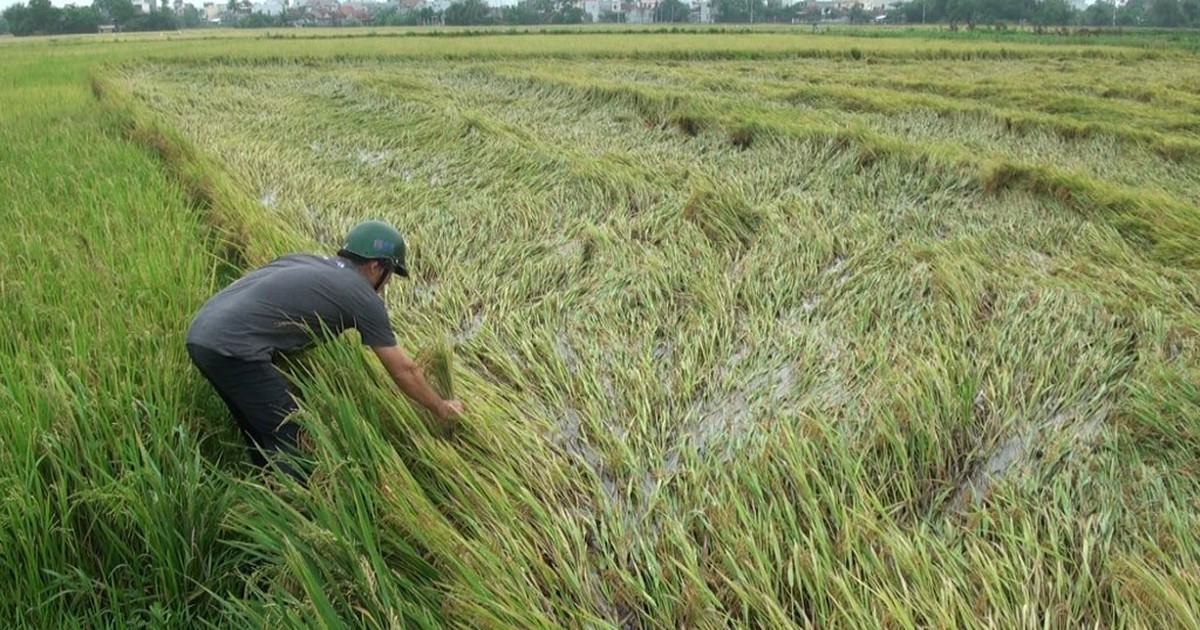 Hơn 980 ha lúa đông xuân ở Phú Yên bị ngã đổ