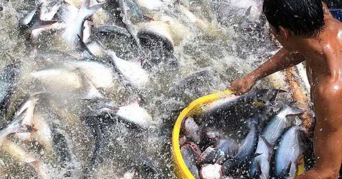 Tập đoàn Sao Mai hỗ trợ nhiều hộ nuôi cá liên kết