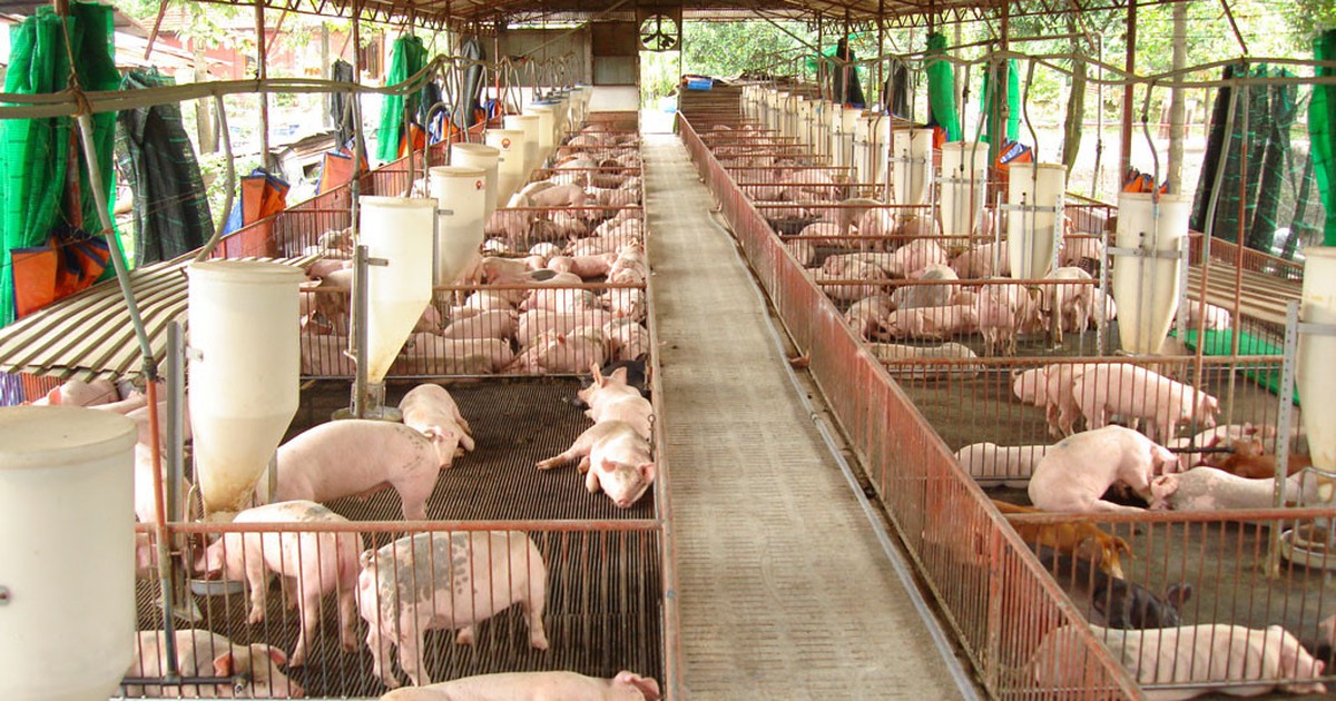 Kêu gọi ngân hàng hỗ trợ người nuôi heo