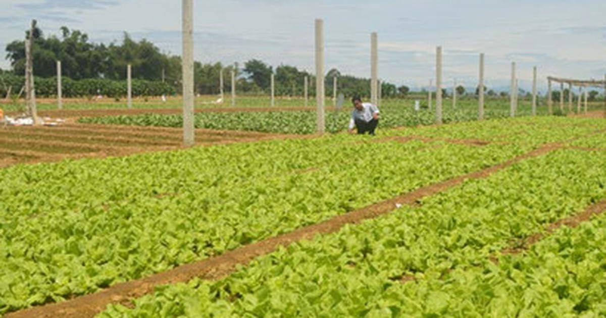 Quy hoạch vùng sản xuất tập trung cây công nghiệp và rau màu