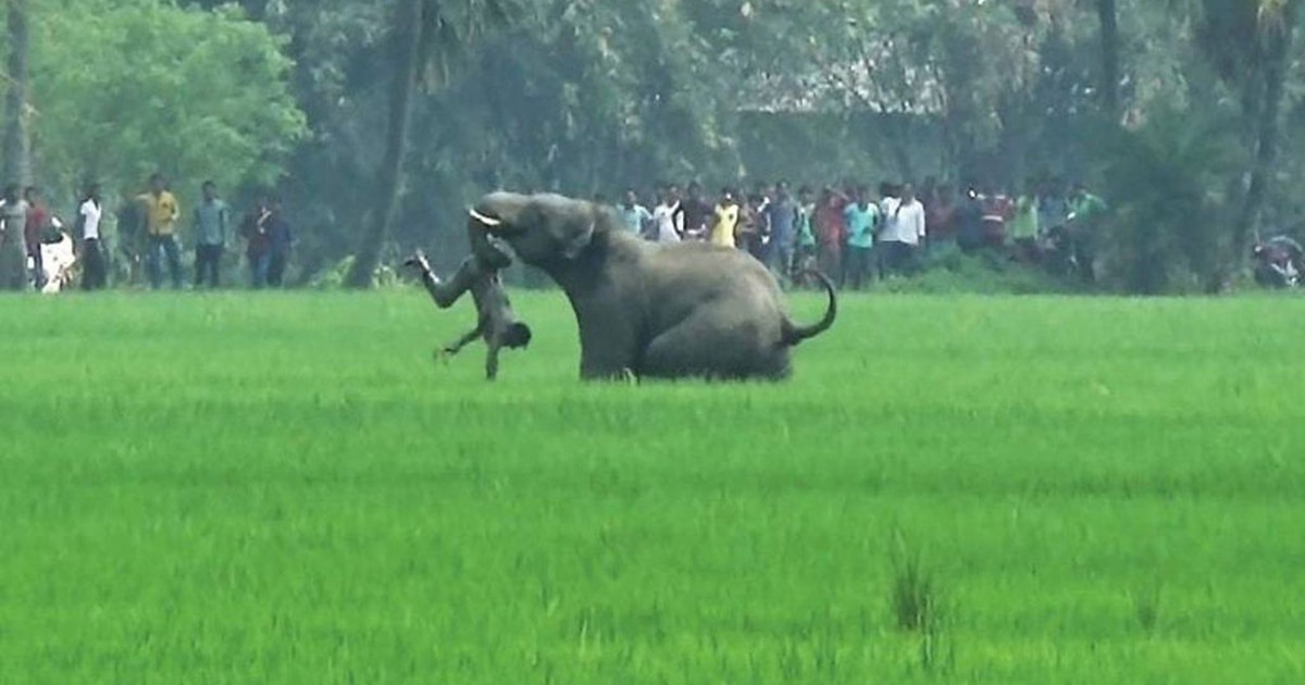 Voi, hổ đoạt mạng một người mỗi ngày ở Ấn Độ