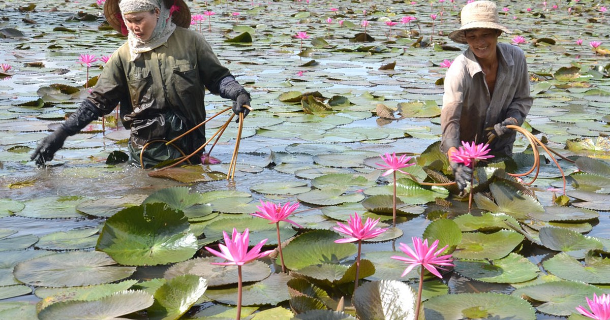 Làm giàu nhờ bông súng