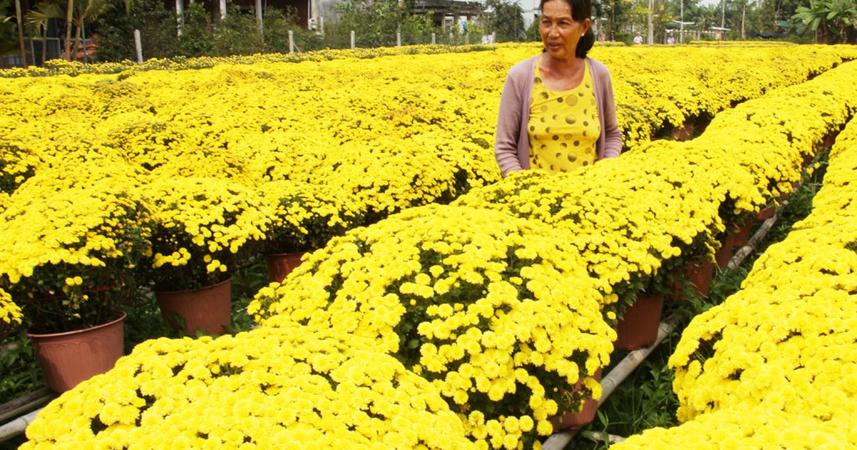 Nhà vườn 'héo ruột' vì cúc mâm xôi nở sớm