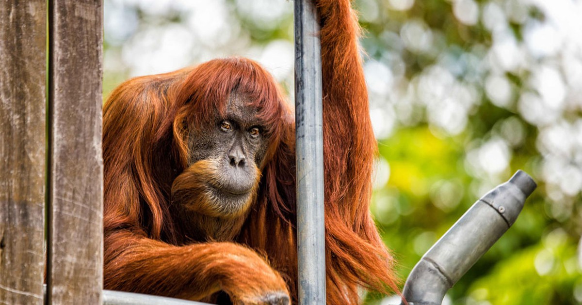 Đười ươi già nhất thế giới qua đời