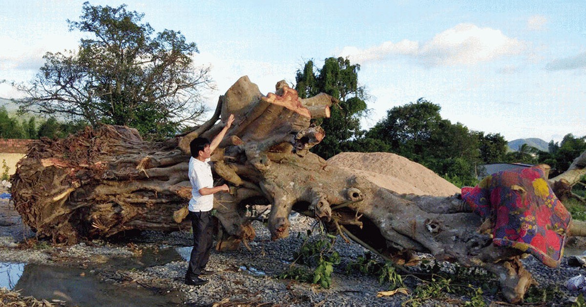 'Chảy máu' cổ thụ Tây nguyên