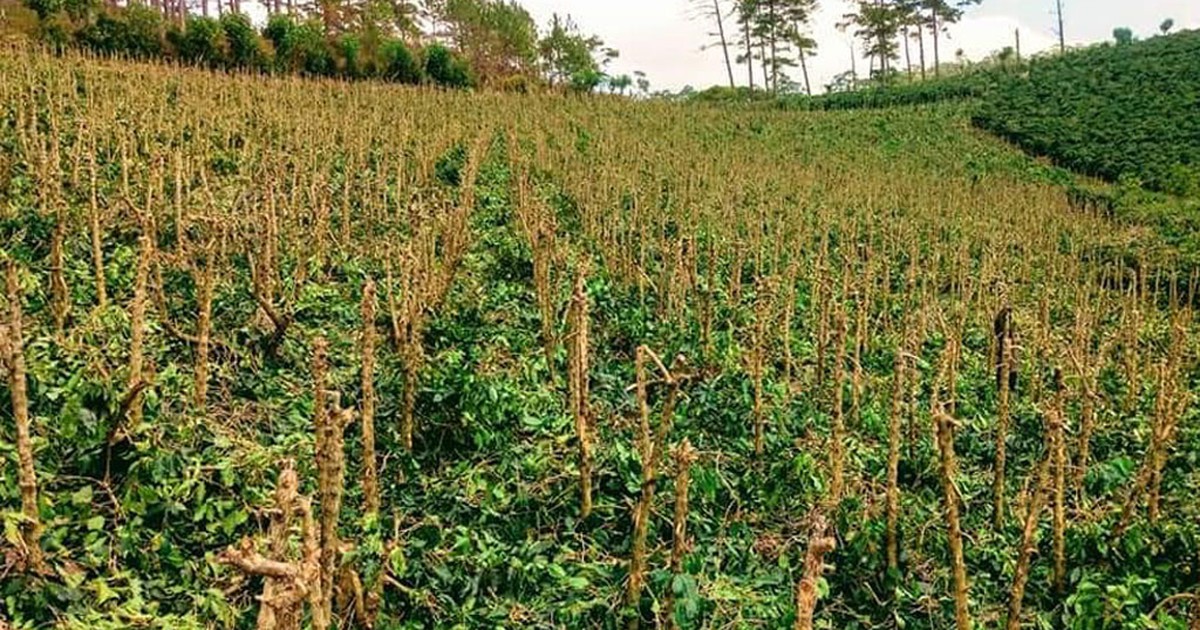 Cà phê Arabica ở Lâm Đồng bị bọ xít muỗi tấn công