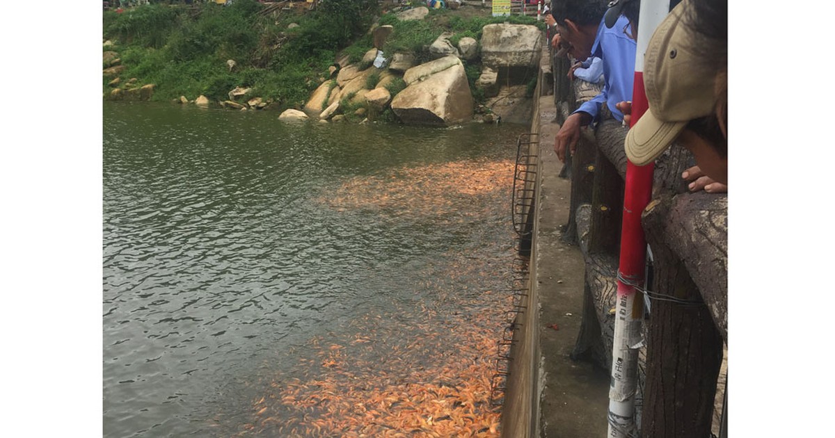 Lên núi phóng sinh cá