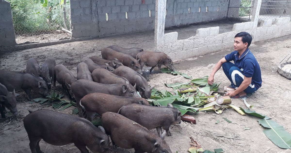 Kỹ sư điện khởi nghiệp nuôi heo rừng lai