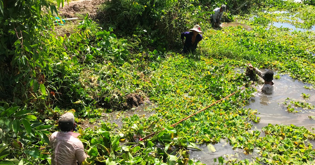 Ám ảnh lục bình