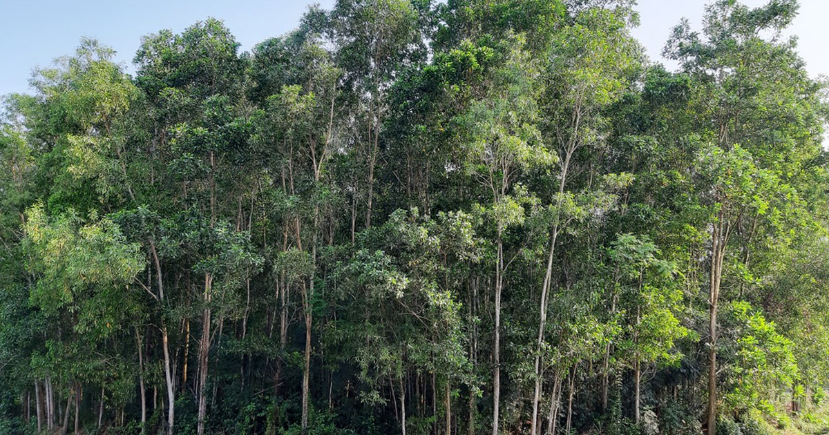 Dân cầm 'sổ đỏ' trồng keo lá tràm trước khi có quy hoạch rừng phòng hộ