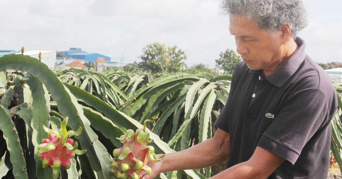 Lợi ích bất ngờ từ thảm hoa mười giờ dưới tán thanh long