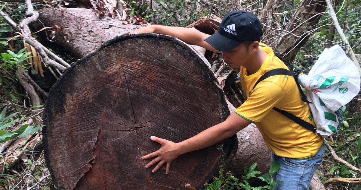 Khởi tố vụ khai thác gỗ trái phép ở Gia Lai