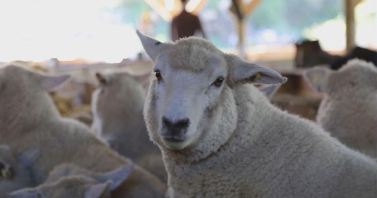 New Zealand phát triển giống cừu 'xanh'