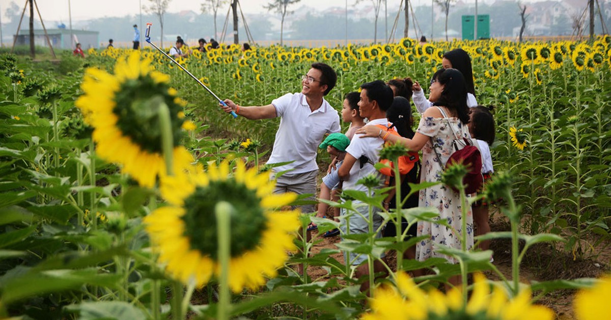 Người Sài Gòn đổ xô đi ngắm hoa hướng dương rực rỡ chào năm mới 2020