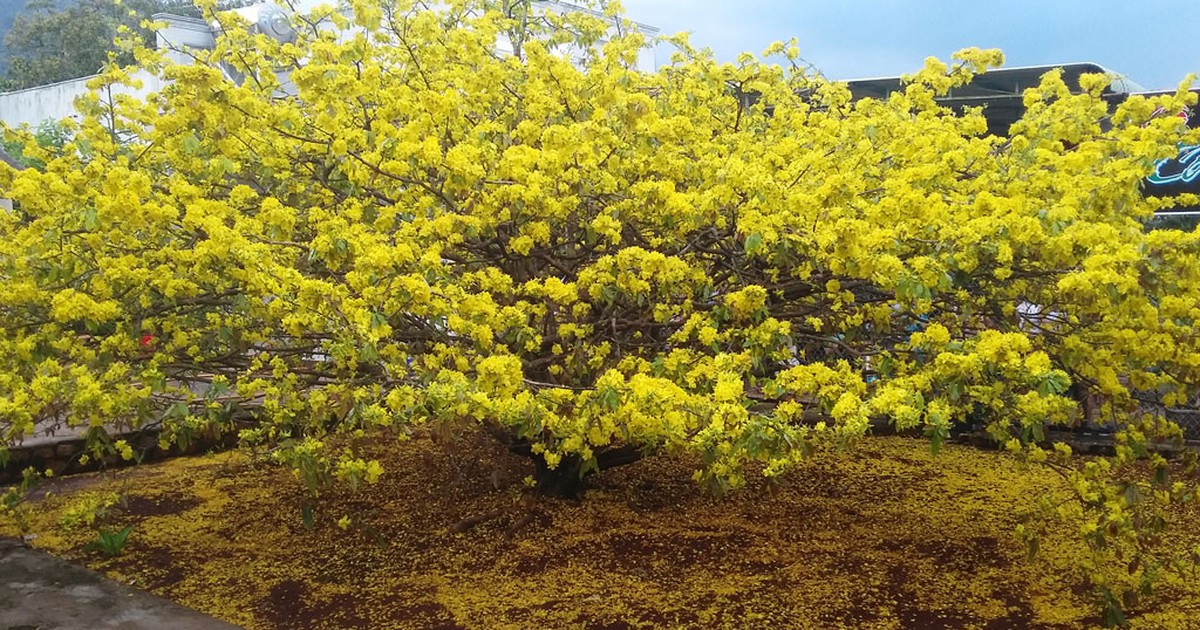 Bí ẩn về cây mai 'khủng' nhất Việt Nam ở Đồng Nai