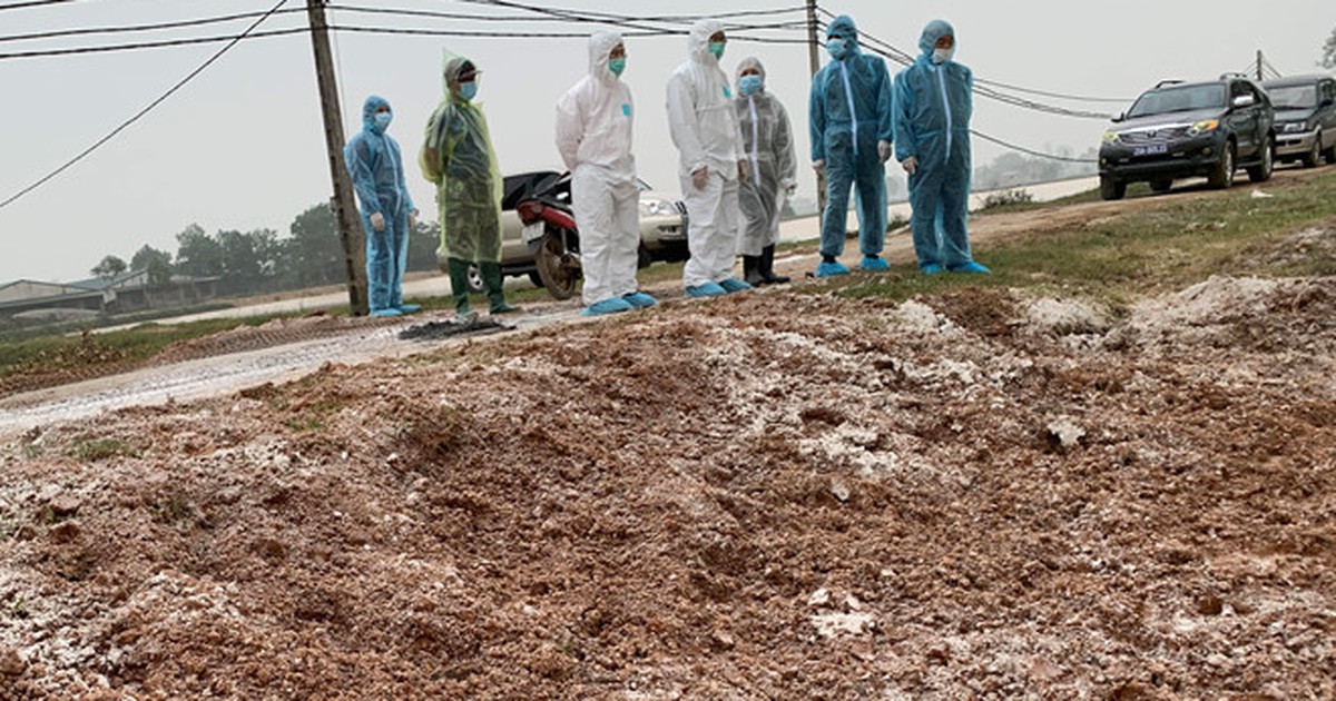 Kiểm soát chặt ổ dịch nhỏ, không để cúm gia cầm bùng phát