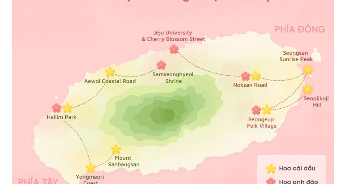 Mùa xuân trên đảo Jeju Hàn Quốc có gì thú vị?
