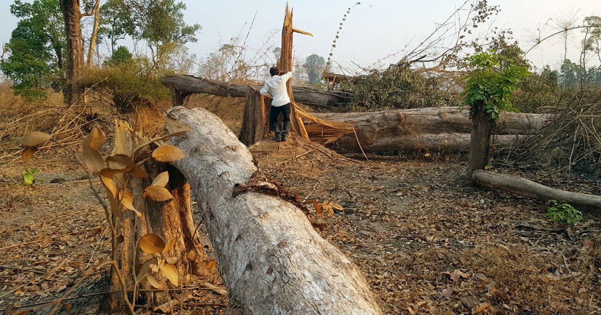 Bất lực giữ rừng