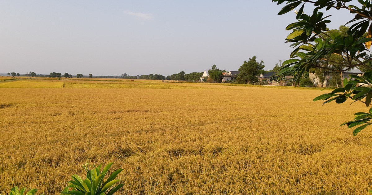 Có hay không lợi ích nhóm trong xuất khẩu gạo ?