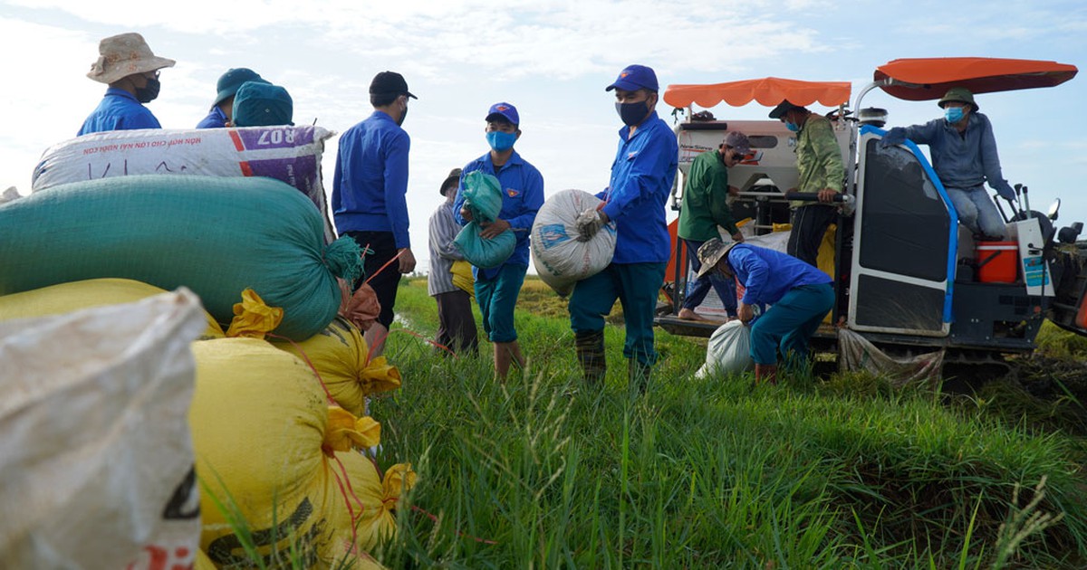 Theo bước chân tình nguyện: Gặt lúa giúp dân mùa dịch Covid-19