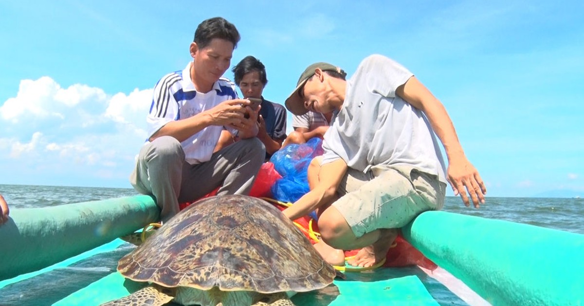 Bắt được rùa biển quý hiếm nặng nửa tạ được trả 10 triệu nhưng không bán